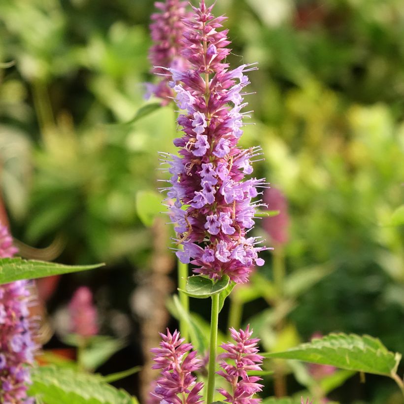 Agastache Beelicious Purple ‘Agapd’ - Duftnessel (Blüte)