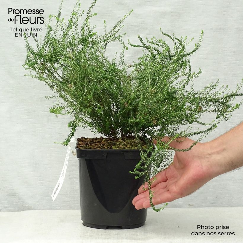 Exemplar von Agathosma capensis - Buchu Topf mit 2L/3L wie im Sommer geliefert