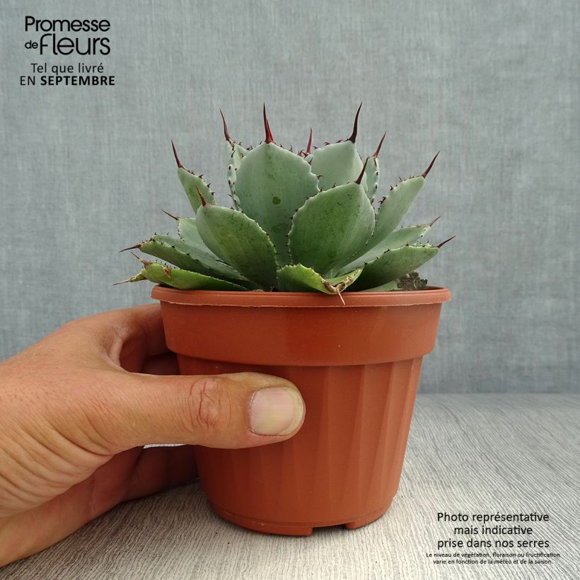 Exemplar von Agave Kikijokan Topf 12 cm / 13 cm wie im Herbst geliefert