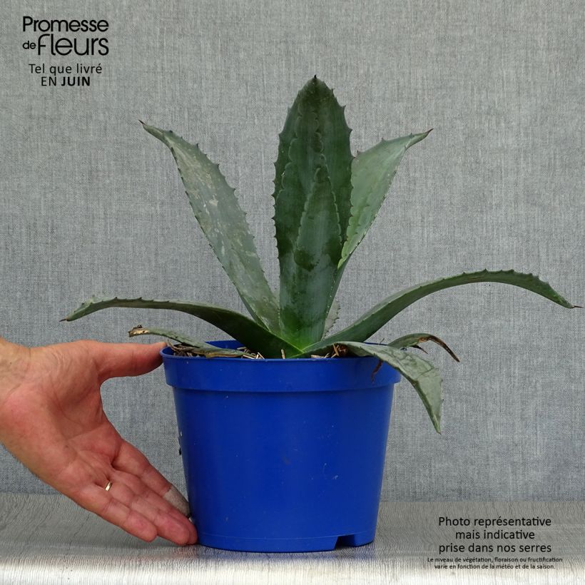 Exemplar von Agave americana - Amerikanische Agave Topf mit 2L/3L wie im Sommer geliefert