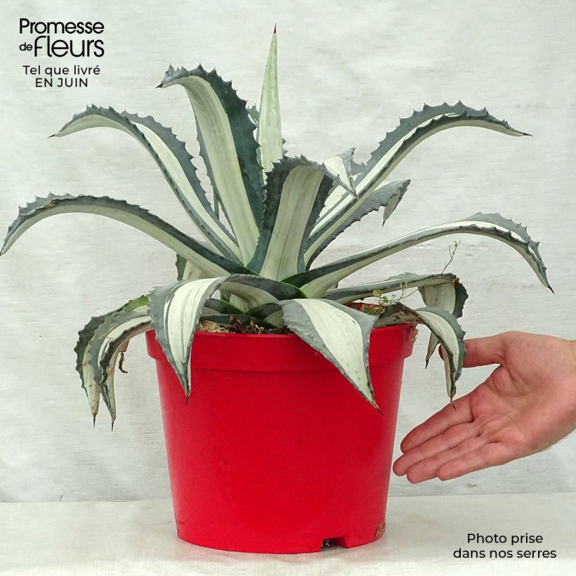 Exemplar von Agave americana Variegata - Amerikanische Agave Topf mit 7,5L/10L wie im Sommer geliefert