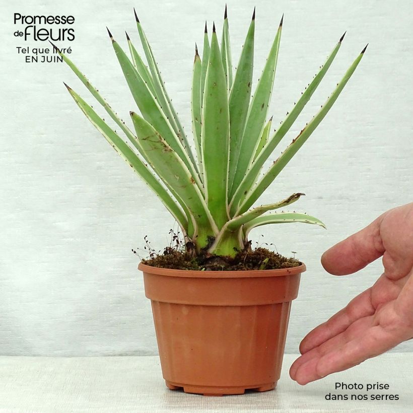 Exemplar von Agave angustifolia Marginata - Schmalblättrige Agave Topf 12 cm / 13 cm wie im Sommer geliefert