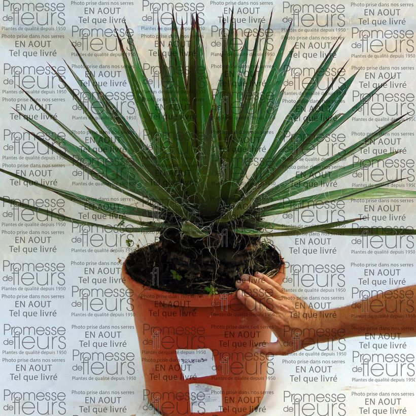 Beispiel eines Exemplars von Agave filifera Topf mit 18L/20L wie geliefert