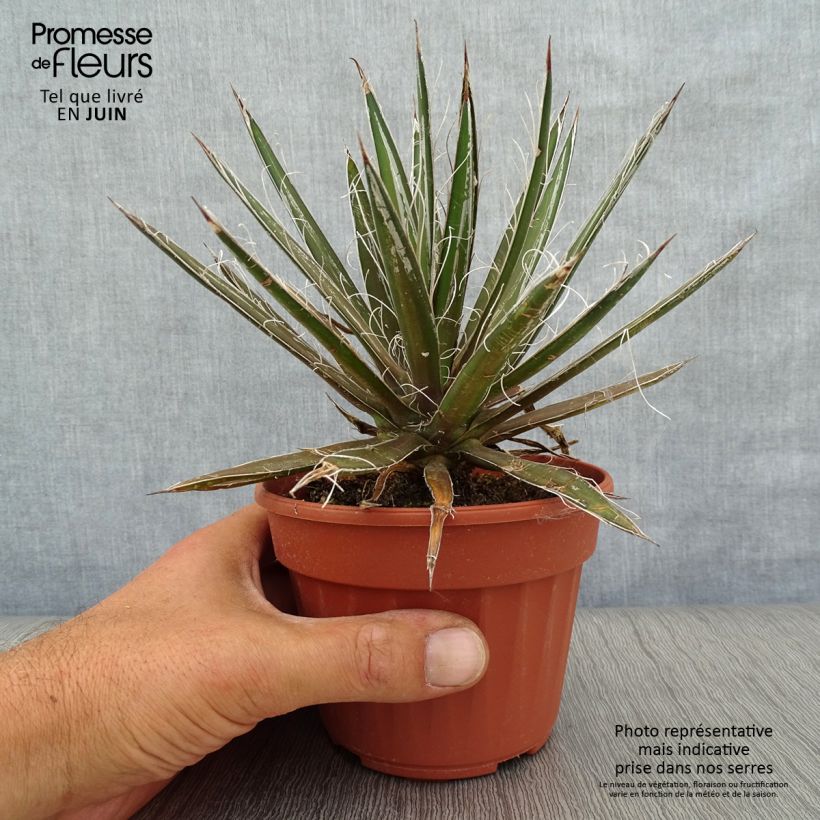 Exemplar von Agave filifera Topf 12 cm / 13 cm wie im Sommer geliefert