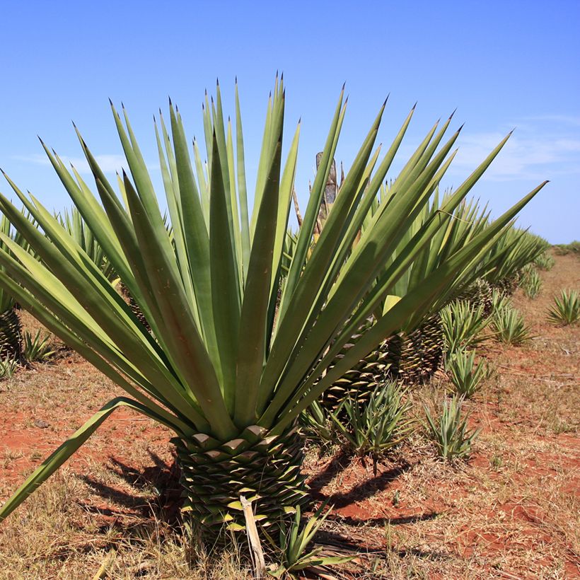 Agave fourcroydes (Hafen)
