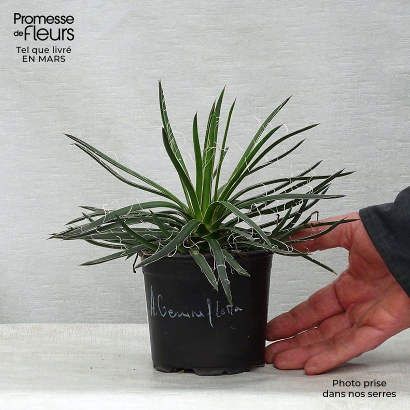 Exemplar von Agave geminiflora Topf 12 cm / 13 cm wie im Frühjahr geliefert