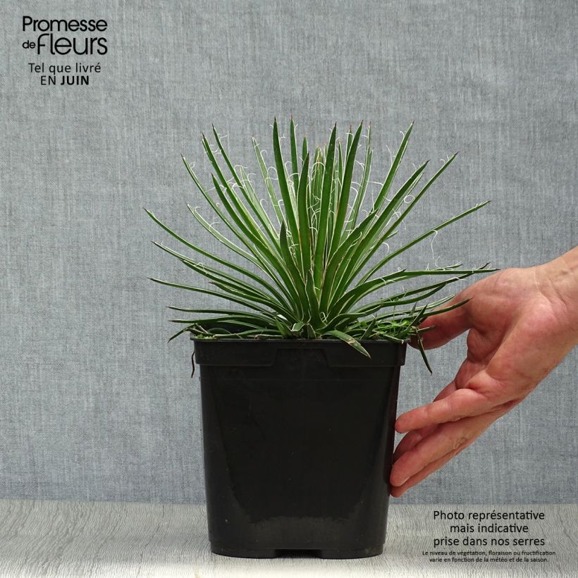 Exemplar von Agave geminiflora Topf mit 2L/3L wie im Sommer geliefert