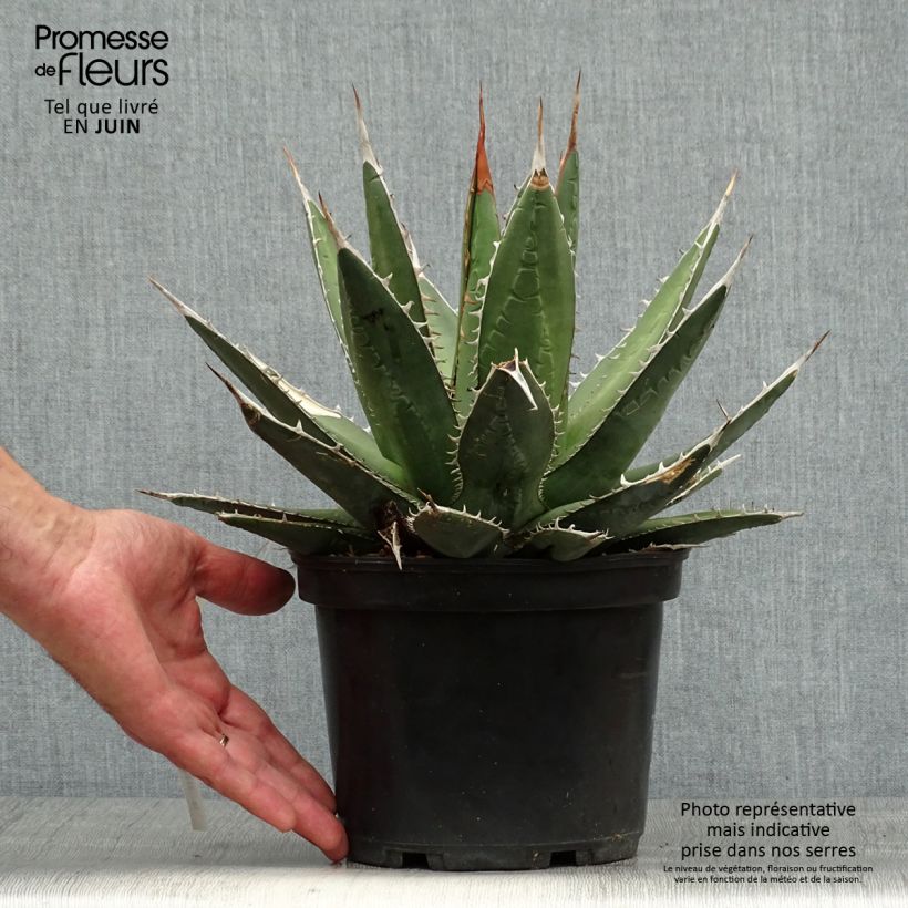 Exemplar von Agave kerchovei Topf mit 3L/4L wie im Sommer geliefert