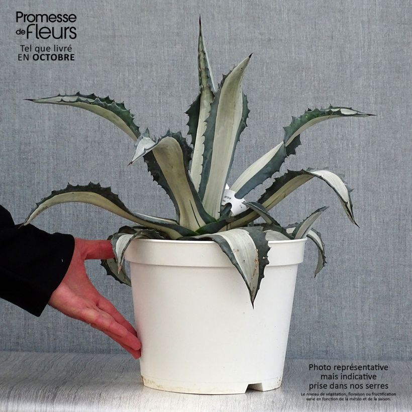 Exemplar von Agave americana mediopicta Alba - Amerikanische Agave Topf mit 7,5L/10L wie im Herbst geliefert