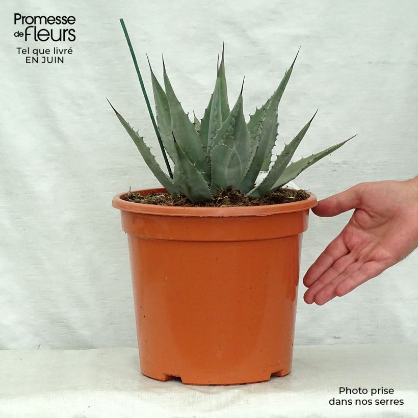 Exemplar von Agave parryi var. neomexicana Topf mit 7,5L/10L wie im Sommer geliefert