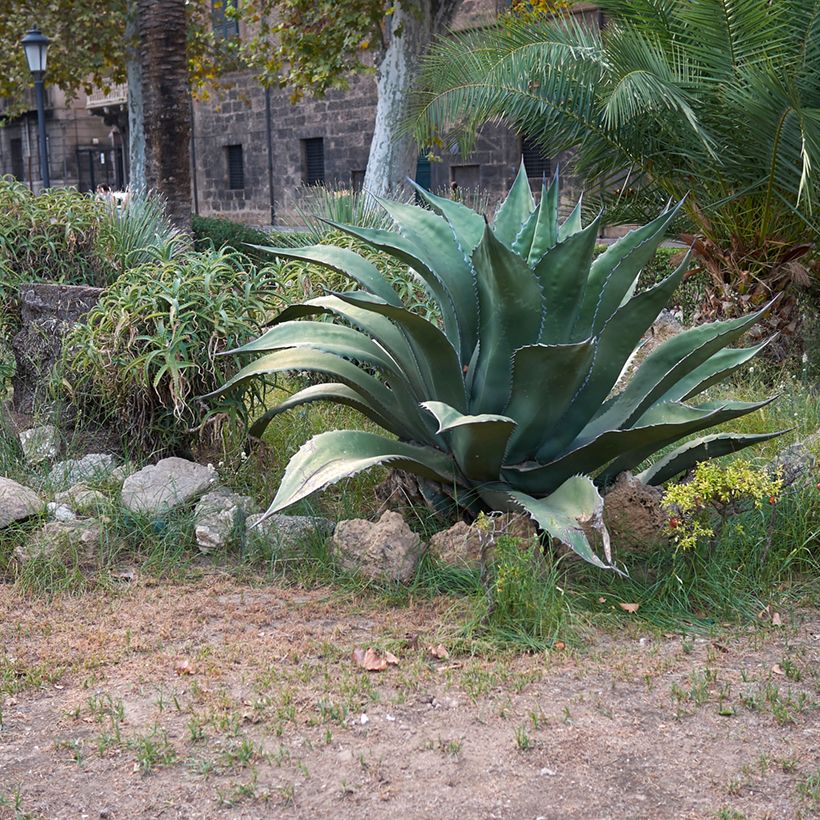 Agave salmiana subsp. crassispina (Hafen)