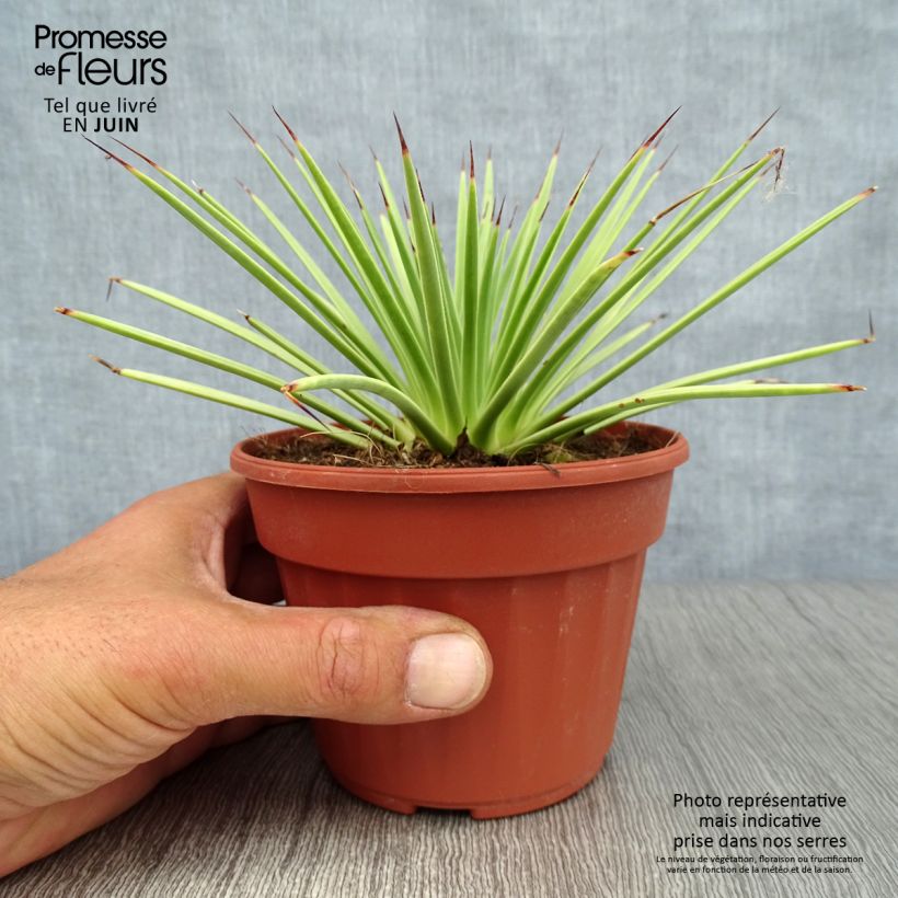 Exemplar von Agave stricta Nana Topf 12 cm / 13 cm wie im Sommer geliefert