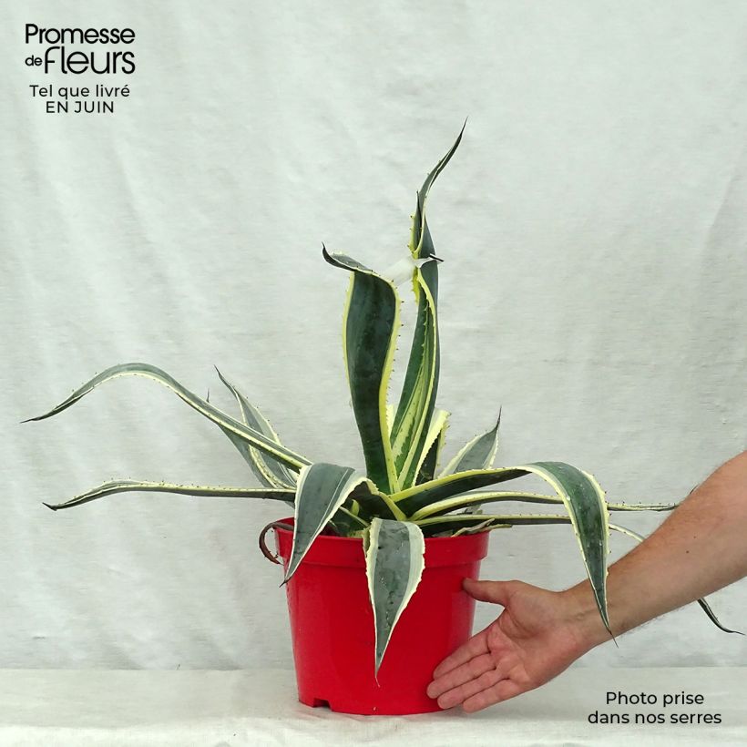 Exemplar von Agave americana Variegata - Amerikanische Agave Topf mit 2L/3L wie im Sommer geliefert