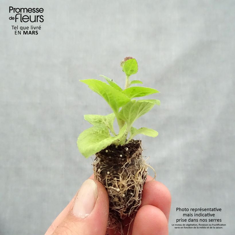 Exemplar von Ageratum Cushion Violet - Leberbalsam Mini-Plug Ø 1,5/2,5 cm wie im Frühjahr geliefert