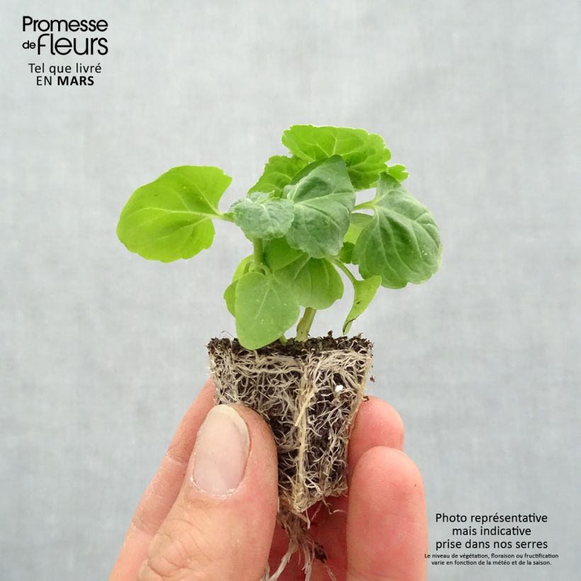 Exemplar von Ageratum City Blue - Leberbalsam Jardi-Plug: Wurzelballen 3,8 cm x 3,2 cm in Anzuchtplatte à 15 Stück. wie im Frühjahr geliefert