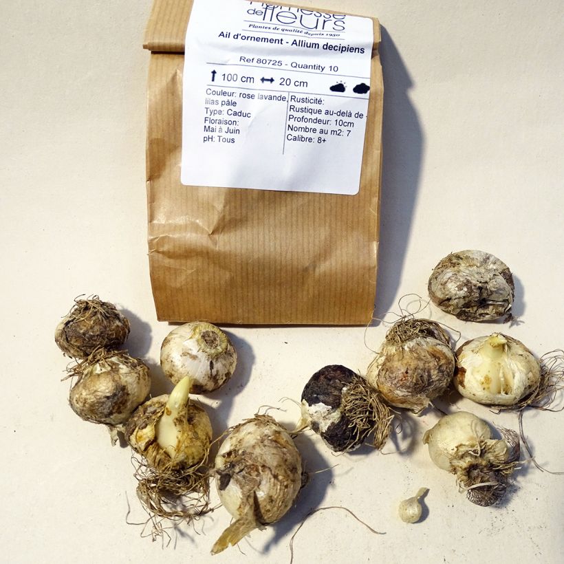 Beispiel eines Exemplars von Allium decipiens - Zierlauch Zwiebel Kaliber/Größe 8+ wie geliefert