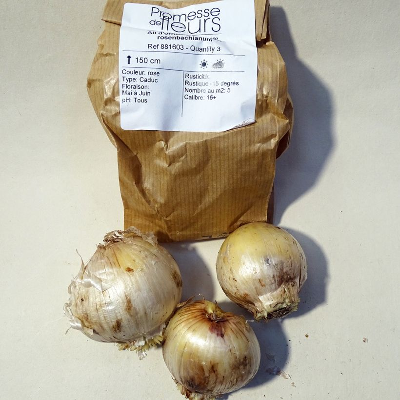 Beispiel eines Exemplars von Allium rosenbachianum - Zierlauch Zwiebel Kaliber/Größe 14/16 wie geliefert