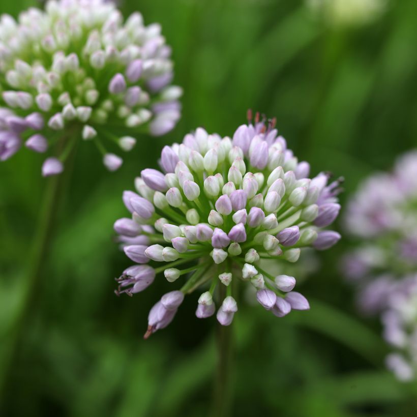 Allium senescens Summer Beauty - Berg-Lauch (Blüte)