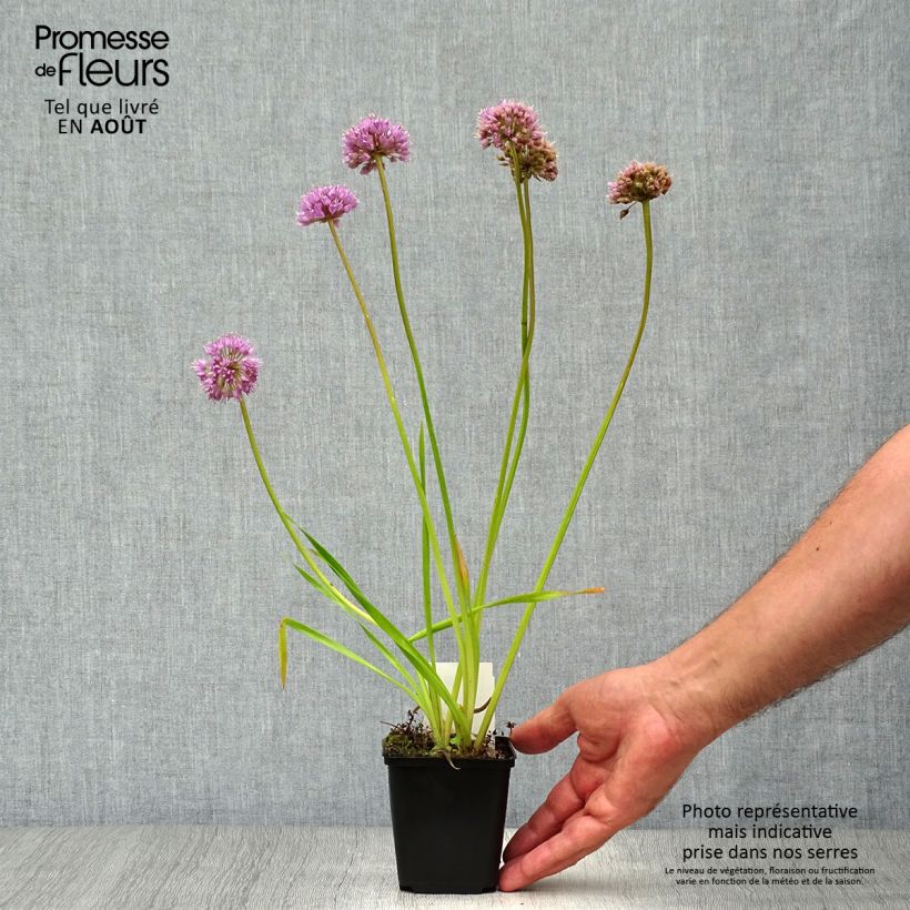 Exemplar von Allium Millenium - Zierlauch Kleine Töpfe von 8/9 cm wie im Sommer geliefert