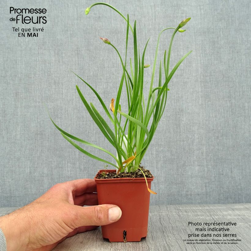 Exemplar von Allium Avatar - Zierlauch Kleine Töpfe von 7/8 cm Kaliber/Größe I wie im Frühjahr geliefert
