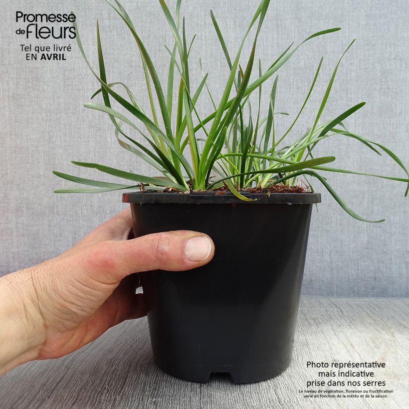 Exemplar von Allium Lisa Green - Zierlauch Topf mit 2L/3L wie im Frühjahr geliefert