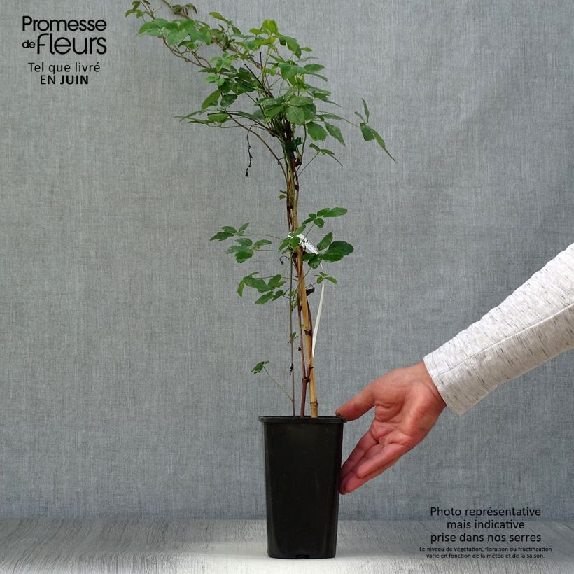 Exemplar von Akebia pentaphylla Topf mit 1,5L/2L wie im Sommer geliefert