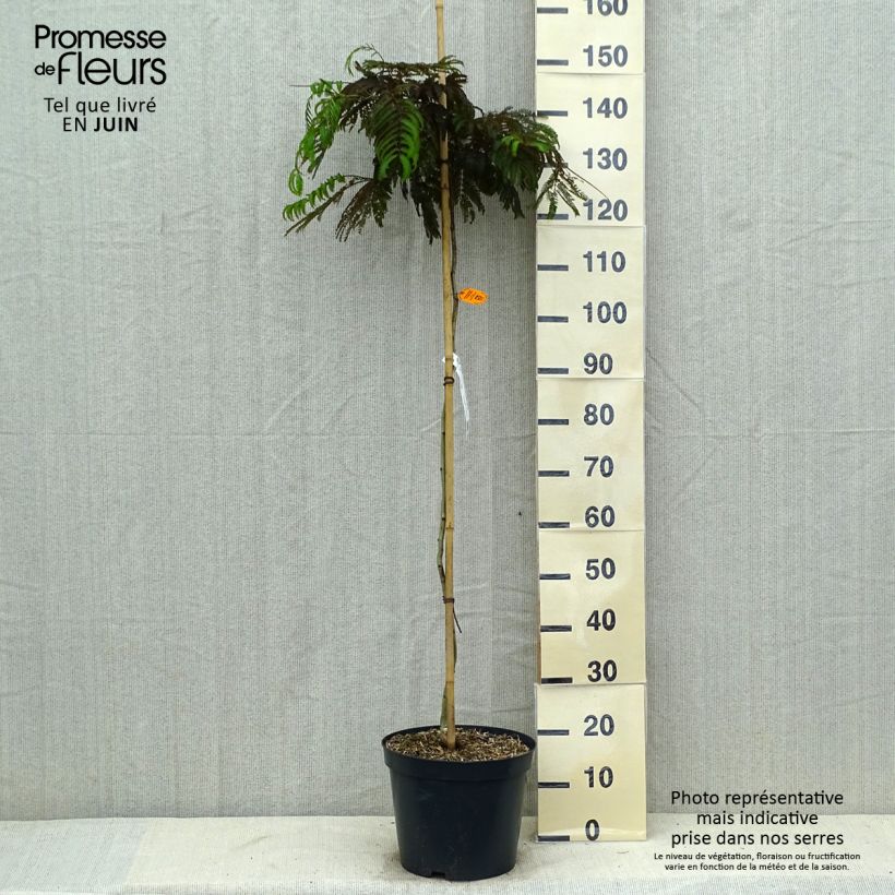 Exemplar von Albizia julibrissin Chocolate Fountain - Seidenakazie Topf mit 7,5L/10L wie im Sommer geliefert