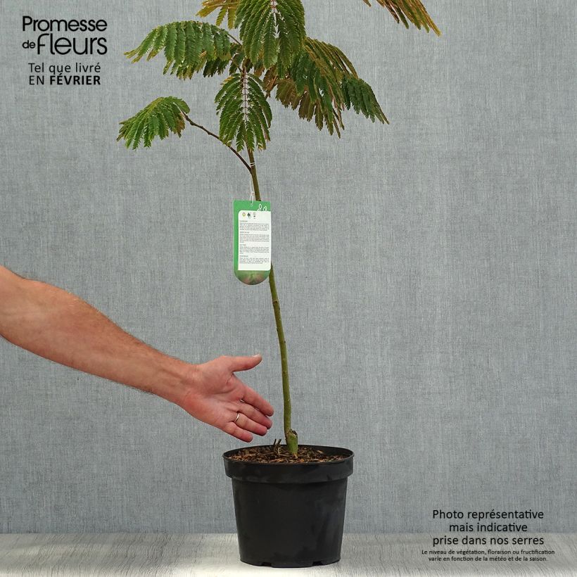 Exemplar von Albizia julibrissin Evey's Pride - Seidenakazie Topf mit 4L/5L wie im Herbst geliefert