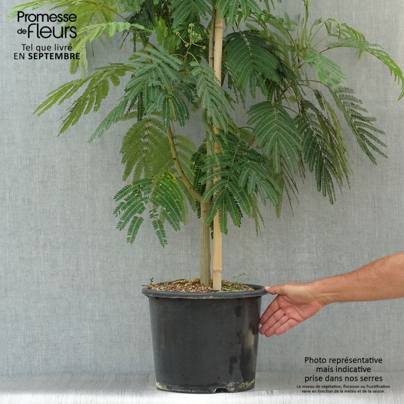 Exemplar von Albizia julibrissin Rouge Selection - Seidenakazie Topf mit 12L/15L wie im Herbst geliefert