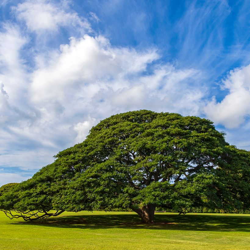 Albizia saman - Regenbaum (Hafen)