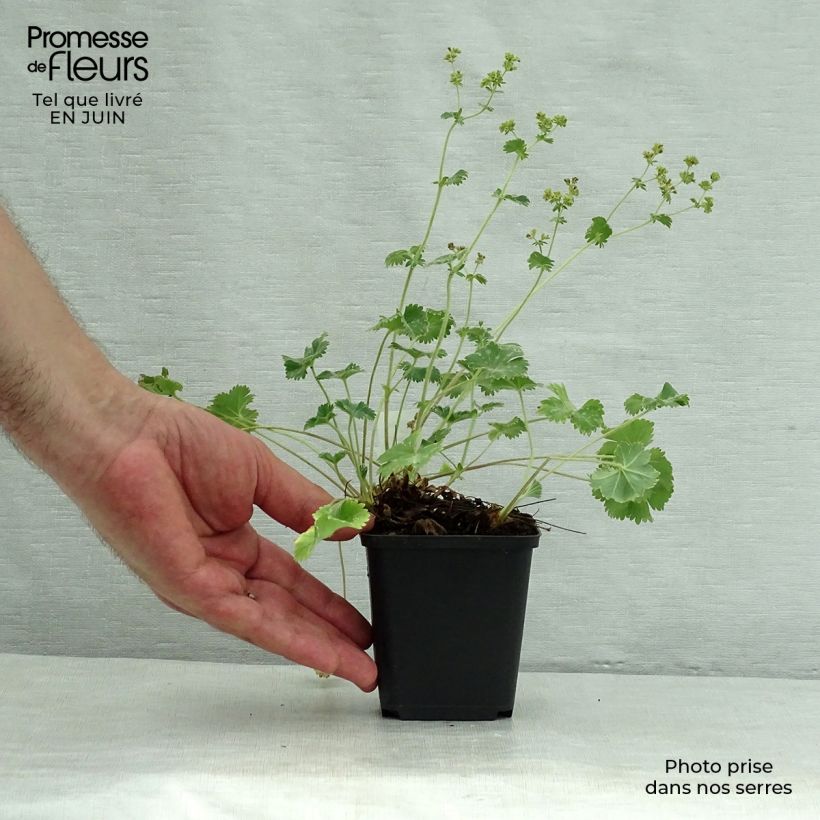 Exemplar von Alchemilla caucasica - Kaukasicher Frauenmantel Kleine Töpfe von 8/9 cm wie im Sommer geliefert