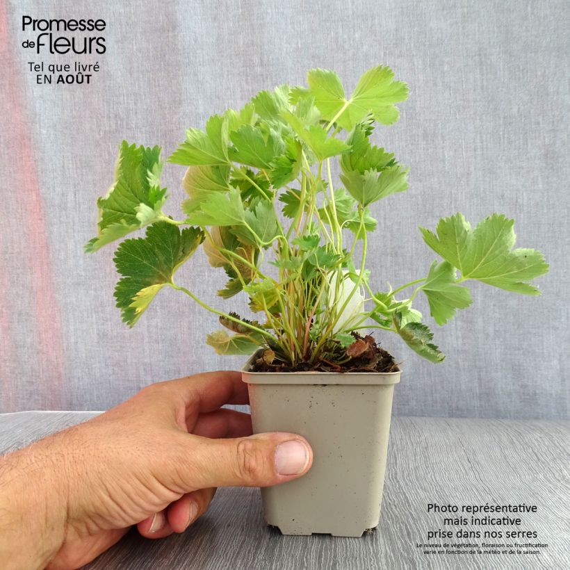 Exemplar von Alchemilla sericata Gold Strike - Frauenmantel Kleine Töpfe von 8/9 cm wie im Sommer geliefert