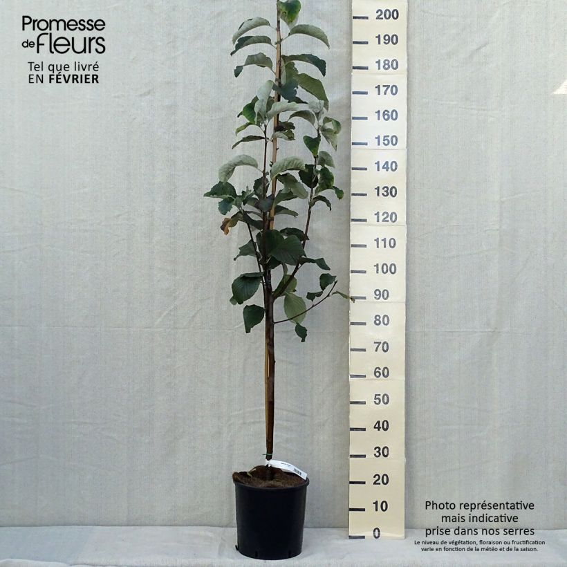 Exemplar von Echte Mehlbeere Lutescens - Sorbus aria Topf mit 12L/15L wie im Herbst geliefert