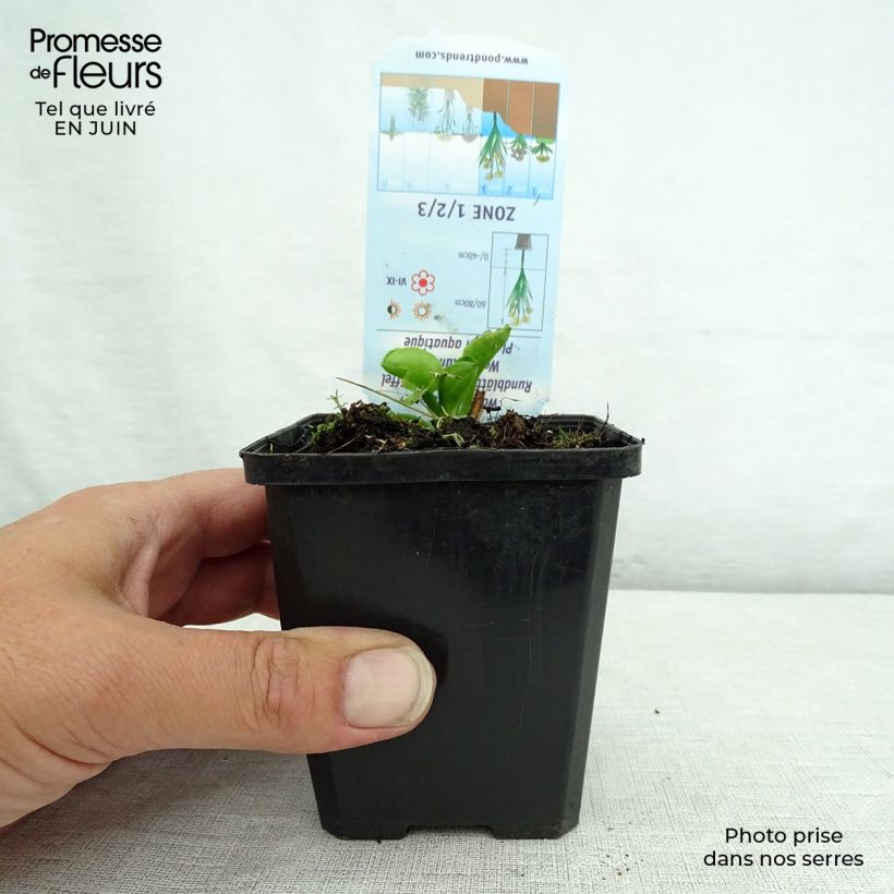 Exemplar von Alisma parviflora - Rundblättrige Froschlöffel Kleine Töpfe von 8/9 cm wie im Sommer geliefert