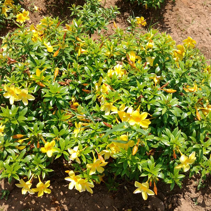 Allamanda cathartica - GoldtrompeteTrompette d'or (Hafen)