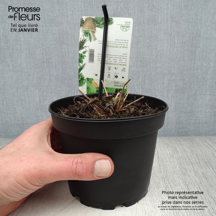 Exemplar von Alliaria petiolata - Knoblauchhederich Topf mit 1,5L/2L wie im Winter geliefert