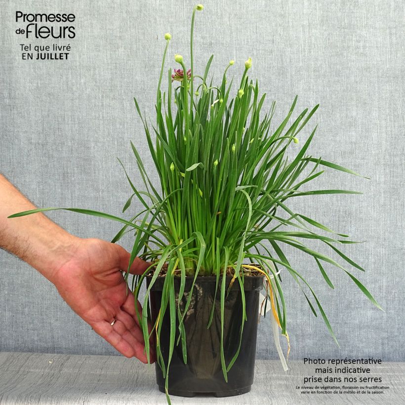 Exemplar von Allium Millenium - Zierlauch Topf mit 2L/3L wie im Sommer geliefert