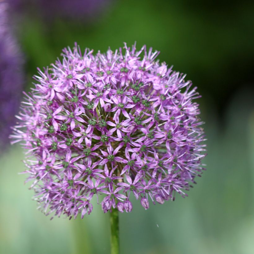 Allium Statos - Zierlauch (Blüte)