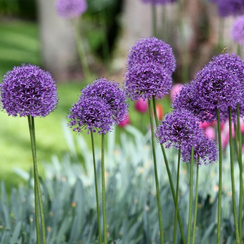 Allium Statos - Zierlauch (Hafen)