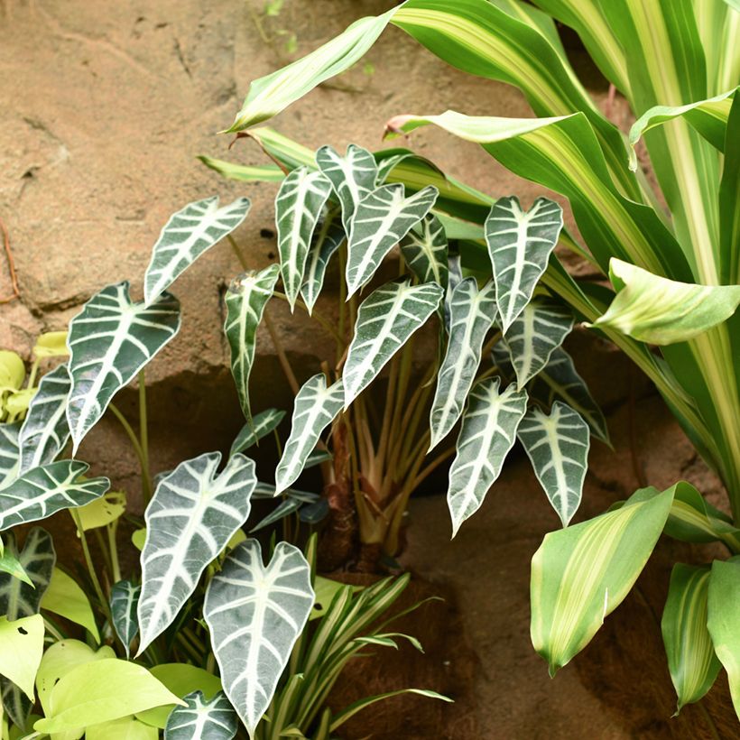 Alocasia Bambino - Pfeilblatt (Hafen)