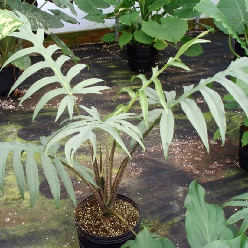 Alocasia brancifolia - Pfeilblatt (Hafen)