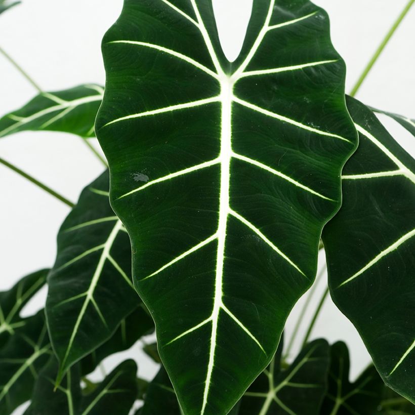 Alocasia Frydek - Pfeilblatt (Laub)