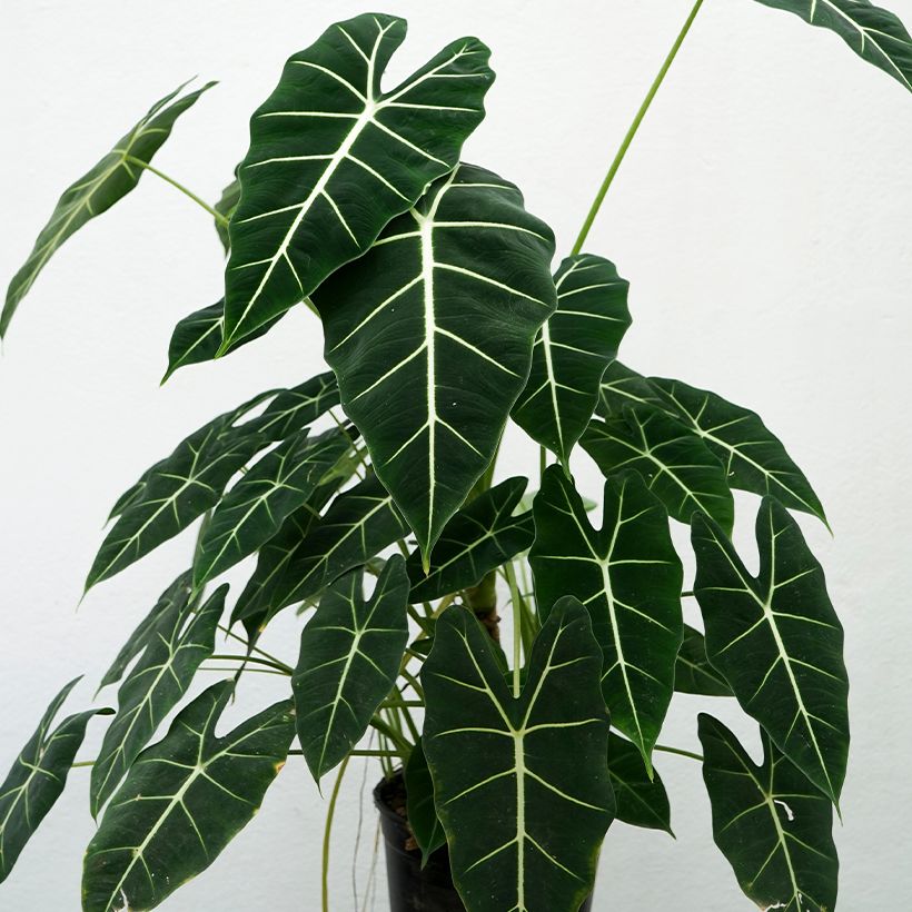 Alocasia Frydek - Pfeilblatt (Hafen)
