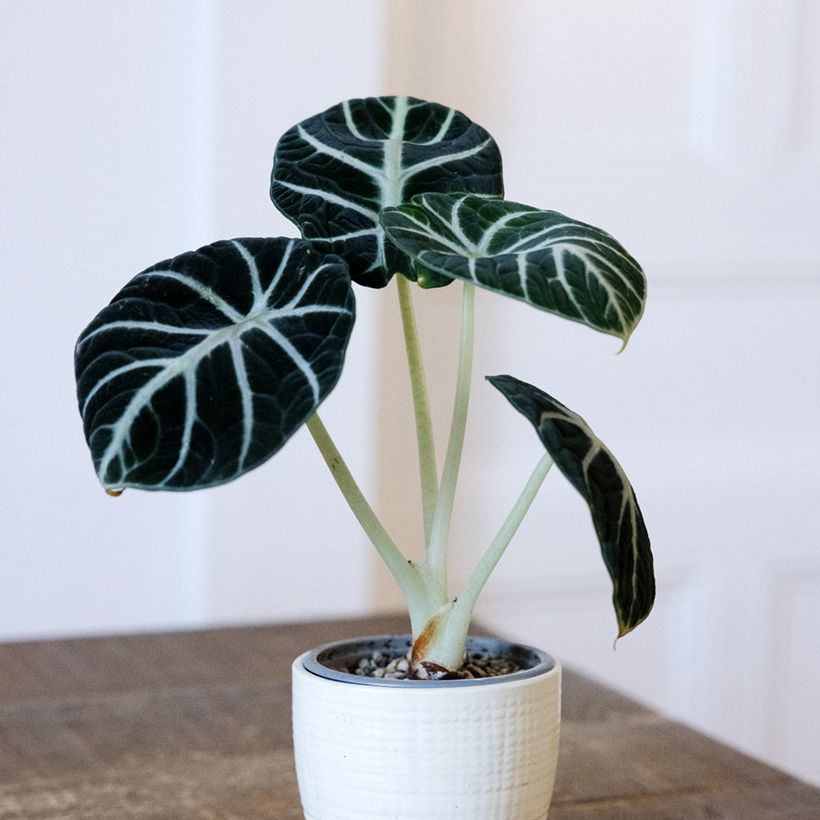 Alocasia Ninja - Pfeilblatt (Hafen)