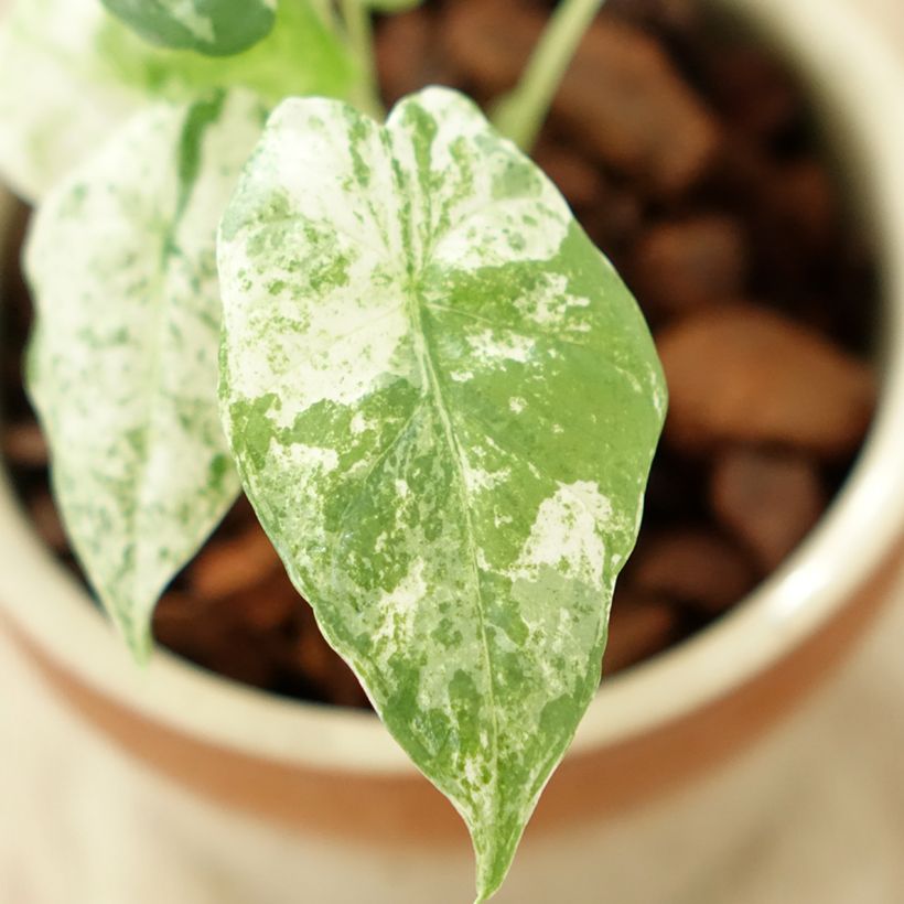 Alocasia odora Batik - Pfeilblatt (Laub)
