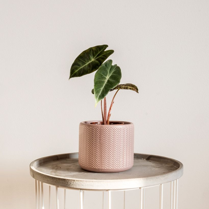 Alocasia Pink Dragon - Pfeilblatt (Hafen)