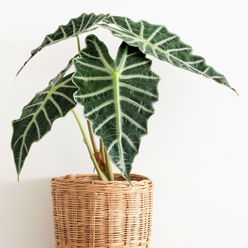 Alocasia Polly - Pfeilblatt (Hafen)