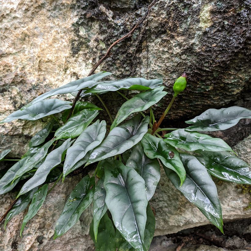 Alocasia reversa - Pfeilblatt (Hafen)