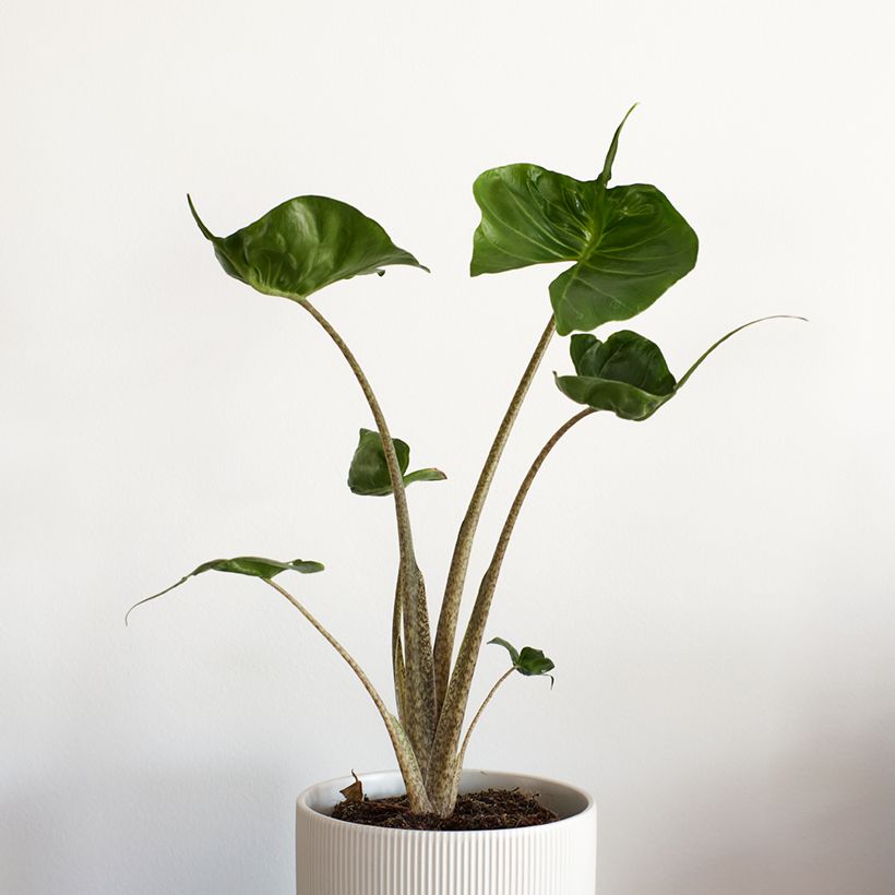Alocasia Stingray - Pfeilblatt (Hafen)