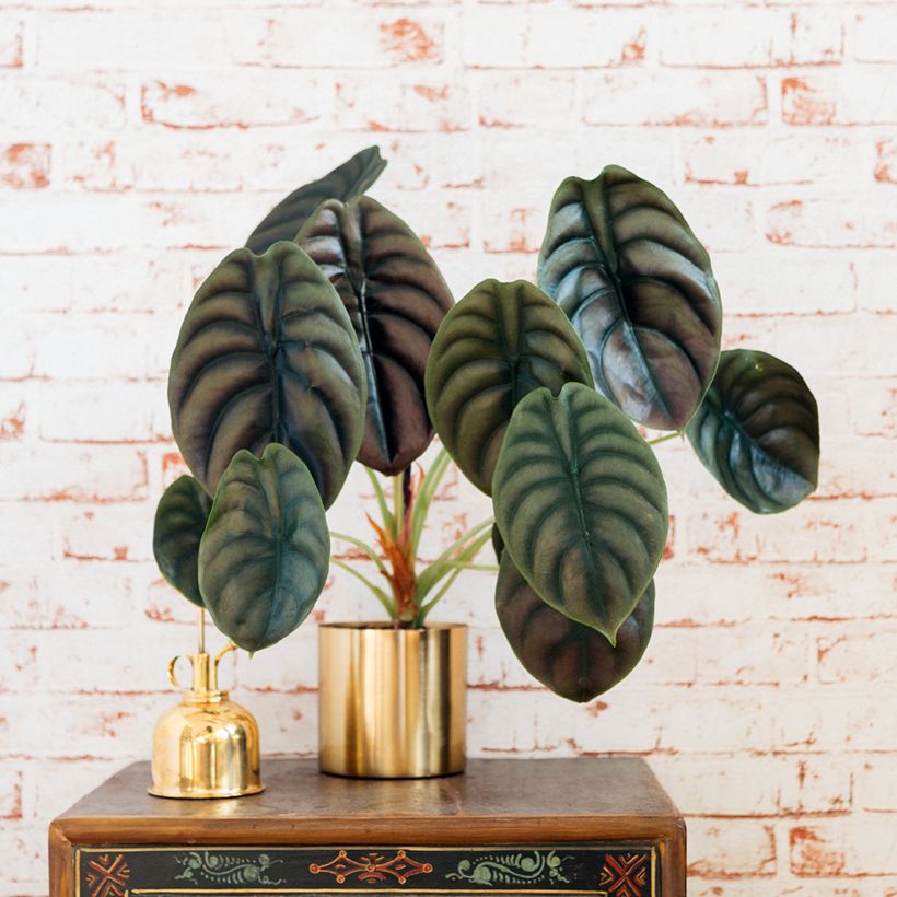 Alocasia cuprea Red - Pfeilblatt (Hafen)